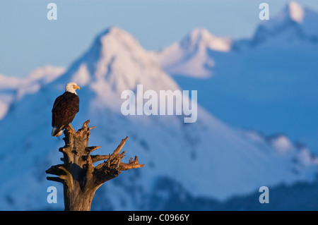 Ein Weißkopfseeadler thront auf einem Baumstumpf auf Homer Spit in Homer, Kachemak Bay, Halbinsel Kenai, Alaska Yunan, Winter Stockfoto