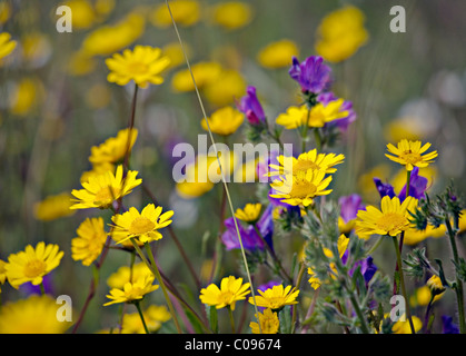 Gelbe Kamille blüht bei Herdade da Ribeira Abaixo Agro-Silvo-pastoralen System Alentejo Portugal Stockfoto