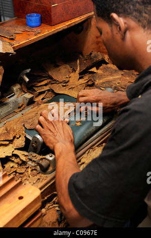 Junger Mann rollt eine Zigarre, Zigarrenfabrik in Punta Cana, Dominikanische Republik, Karibik Stockfoto