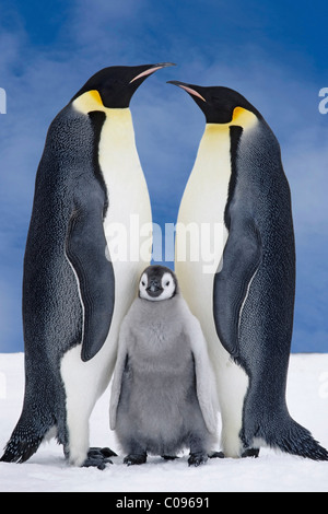 Porträt von Kaiser-Pinguin-Eltern & Küken, Atka Bucht, Antarktis, COMPOSITE Stockfoto