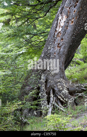 Südliche Buche (Nothofagus SP.) Stämme mit Specht Löcher der Nationalpark Torres del Paine-Chile-Südamerika Stockfoto