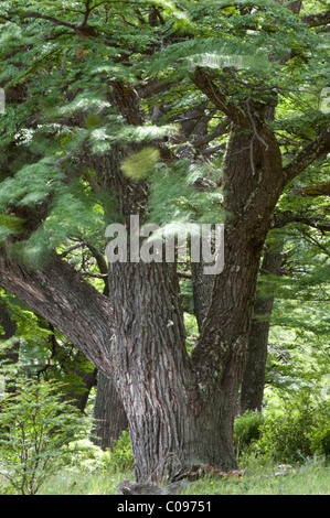 Südliche Buche (Nothofagus SP.) Stämme mit Specht die Löcher der Nationalpark Torres del Paine-Chile-Südamerika Stockfoto