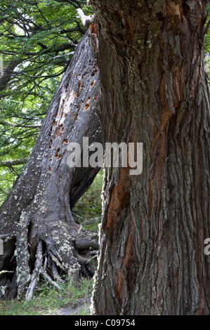 Südliche Buche (Nothofagus SP.) Stämme mit Specht Löcher der Nationalpark Torres del Paine-Chile-Südamerika Stockfoto