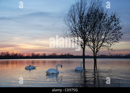 Höckerschwäne in See Stockfoto