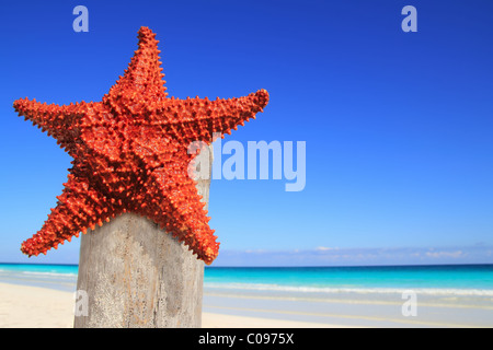 schönen karibischen Seestern am Strand von Holz Pol Stockfoto