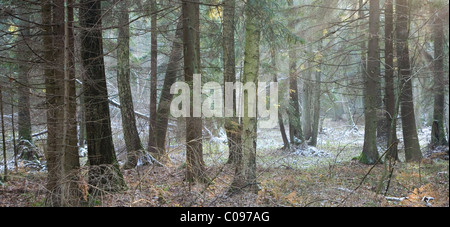 Winter-Mischwald mit kurz vor Sonnenuntergang Stockfoto