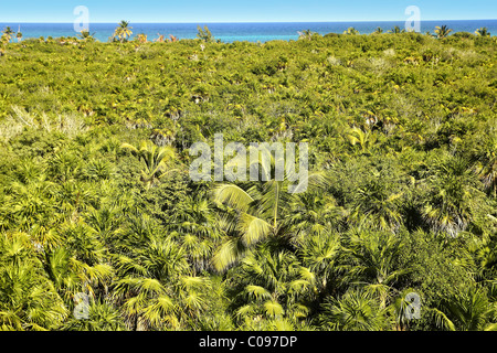 tropischer Palmen Baum Dschungel in Sian Kaan in der Nähe von Tulum Stockfoto