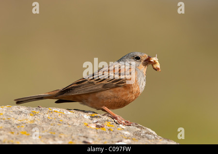 Cretzschmar Bunting (Emberiza Caesia) Stockfoto