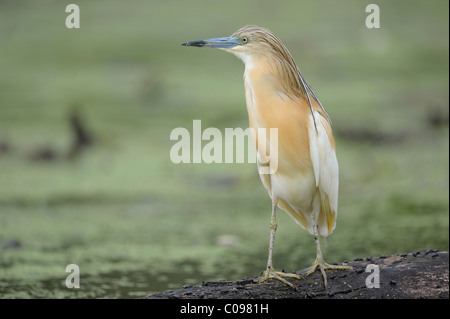 Squacco Heron (Ardeola Ralloides) Stockfoto