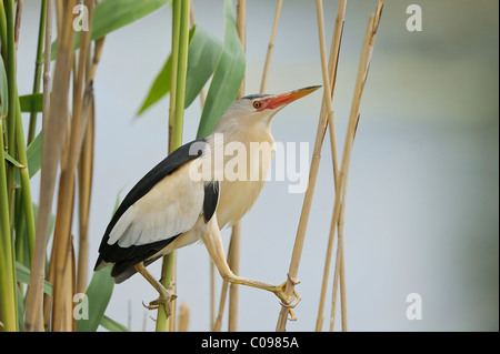 Wenig Rohrdommel (Ixobrychus minutus), männlich Stockfoto