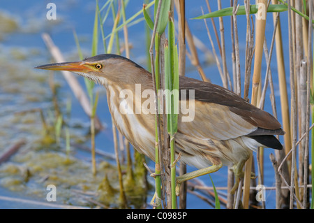 Wenig Rohrdommel (Ixobrychus minutus), Weibliche Stockfoto