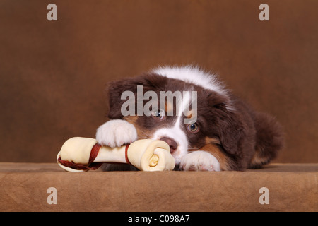 Australian Shepherd Welpen Stockfoto
