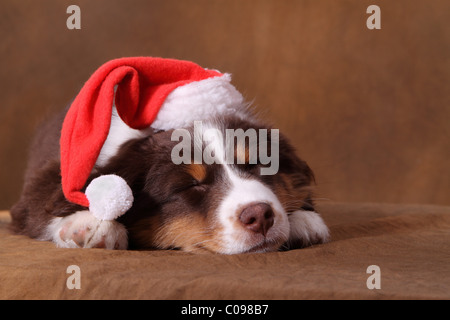Australian Shepherd Welpen Stockfoto