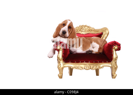 Basset Hound Welpen Stockfoto