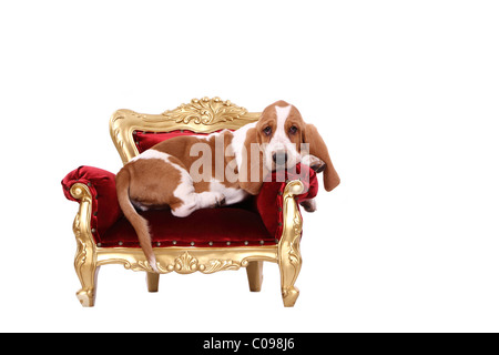 Basset Hound Welpen Stockfoto