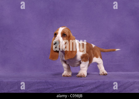 Basset Hound Welpen Stockfoto