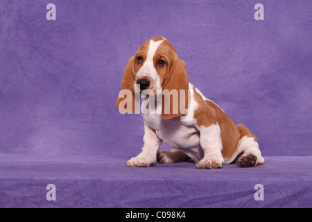 Basset Hound Welpen Stockfoto