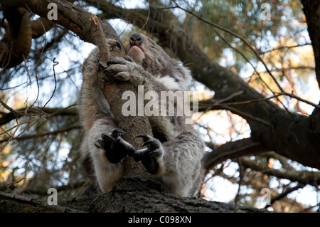 Koalabär in einem Baum, Great Otway National Park, Victoria, Australien Stockfoto