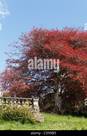 Blutbuche oder lila Buche (Fagus Sylvatica F. Purpurea), Bantry House, West Cork, Irland, britische Inseln, Europa Stockfoto