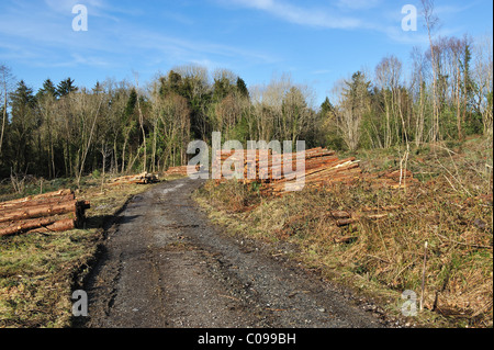 Fichte Holz-Protokollierung im Wald Stockfoto