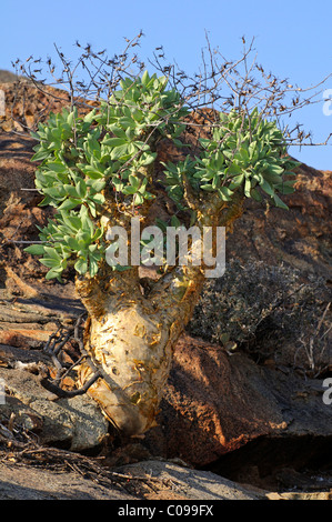 Botterboom oder Butter Baum (Tylecodon Paniculatus) im Lebensraum, Richtersveld, Südafrika Stockfoto