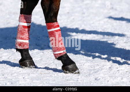 Polopferd mit roten Bandagen, Snow Arena Polo World Cup 2010 Polo Turnier, Kitzbühel, Tirol, Austria, Europe Stockfoto