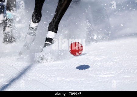 Polo-Pferd im Galopp über den Schnee Snow Arena Polo World Cup 2010 Polo Turnier, Kitzbühel, Tirol, Austria, Europe Stockfoto