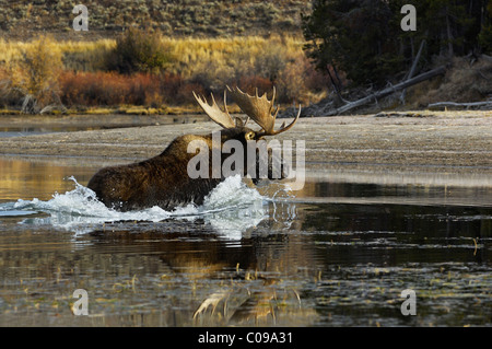 Bull Moose racing über den Snake River im Grand Teton National Park. Stockfoto