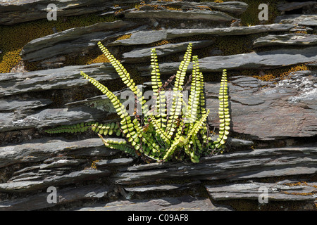 Tausend Spleenwort (Asplenium Trichomanes) auf einem Felsen, Irland, britische Inseln, Europa Stockfoto