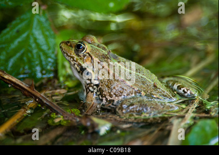 Seefrosch (außer Ridibundus oder Rana Ridibunda), Krka Nationalpark, Aeibenik-Knin County, Kroatien, Europa Stockfoto