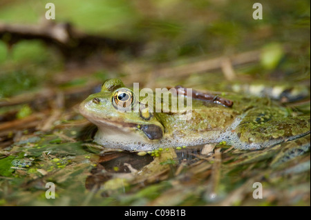 Seefrosch (außer Ridibundus oder Rana Ridibunda), Krka Nationalpark, Aeibenik-Knin County, Kroatien, Europa Stockfoto