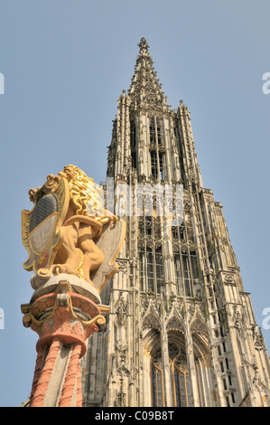 Loewenbrunnen Brunnen mit doppelter Löwe und Imperial eagle mit Ulmer Wappen von 1590, in den Rücken der Ulmer Münster Stockfoto