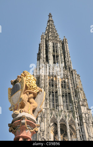 Loewenbrunnen Brunnen mit doppelter Löwe und Imperial eagle mit Ulmer Wappen von 1590, in den Rücken der Ulmer Münster Stockfoto