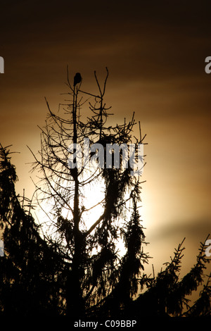 Silhouette von wilden nördlichen Sperbereule (Surnia Ulula) an der Spitze des Baumes. Europa Stockfoto