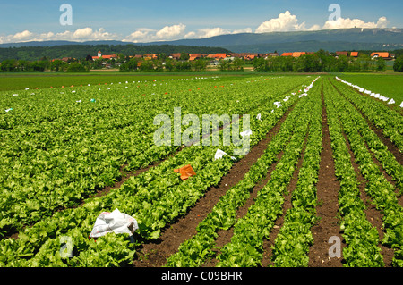 Outdoor-Anbau von Batavia Salat, grossen Moos oder Grand Marais, Gemüsebau, Seeland Region, Schweiz, Europa Stockfoto