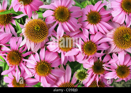 Östlichen Sonnenhut oder Sonnenhut (Echinacea Purpurea) Stockfoto