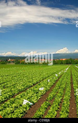 Outdoor-Anbau von Batavia Salat, grossen Moos oder Grand Marais, Gemüsebau, Seeland Region, Schweiz, Europa Stockfoto