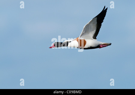 Gemeinsamen Brandgans (Tadorna Tadorna) im Flug, Texel, Niederlande, Europa Stockfoto