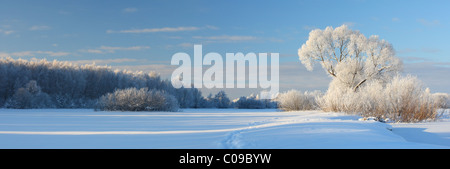 Wiese in der Nähe von Emajõe Fluss mit Frost bedeckt Bäume. Stockfoto