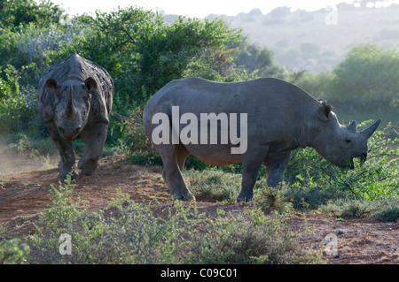 Zwei schwarze Nashörner, Kwandwe Game Reserve, Eastern Cape, Südafrika Stockfoto