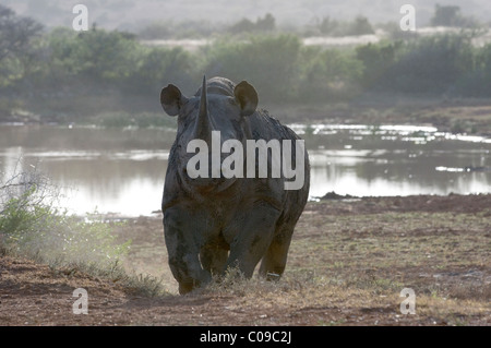 Black Rhino, Kwandwe Game Reserve, Eastern Cape, Südafrika Stockfoto