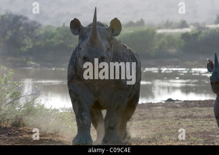 Black Rhino, Kwandwe Game Reserve, Eastern Cape, Südafrika Stockfoto