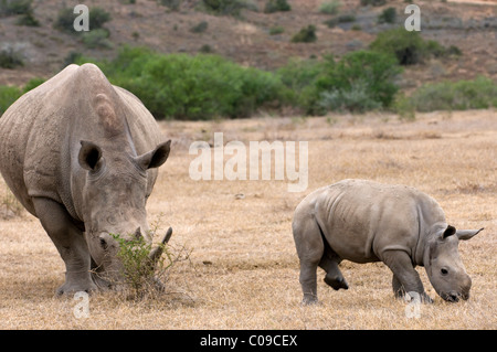 White Rhino und Kalb, Kwandwe Game Reserve, Eastern Cape, Südafrika Stockfoto