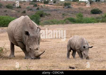 White Rhino, Kwandwe Game Reserve, Eastern Cape, Südafrika Stockfoto