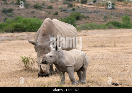 White Rhino, Kwandwe Game Reserve, Eastern Cape, Südafrika Stockfoto