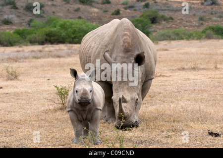 White Rhino mit Kalb, Kwandwe Game Reserve, Eastern Cape, Südafrika Stockfoto