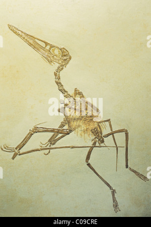 Flugsaurier, (Pterodactylus oder Ornithocephalus Kochi) Fossil, späten Jura, Deutschland. Stockfoto