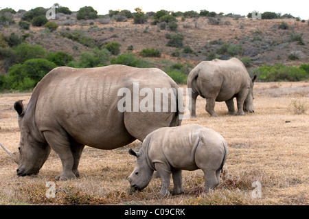 White Rhino mit Kalb, Kwandwe Game Reserve, Eastern Cape, Südafrika Stockfoto