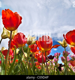 Nahaufnahme von roten Tulpe Tulpen blühen in einem Garten. Charles Lupica Stockfoto