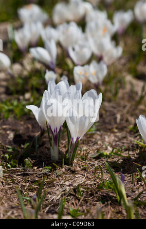 Nahaufnahme von einer zeitigen Frühjahr weiße Crocus Vernus Albiflorus wächst in einer Almwiese in den Schweizer Alpen. Charles Lupica Stockfoto